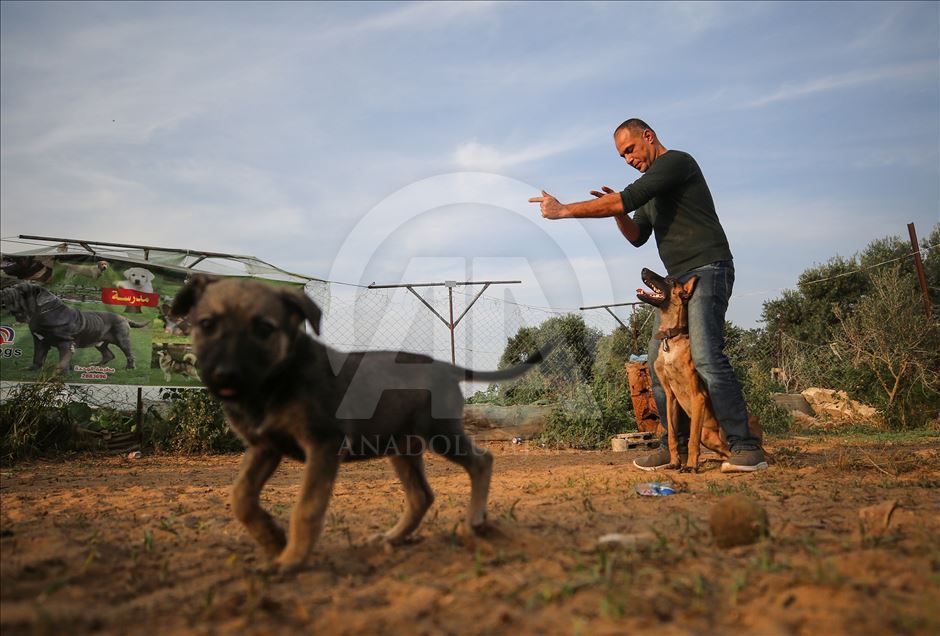 رغم الحصار.. فلسطيني يفتتح أول مدرسة لتدريب الكلاب بغزة 
