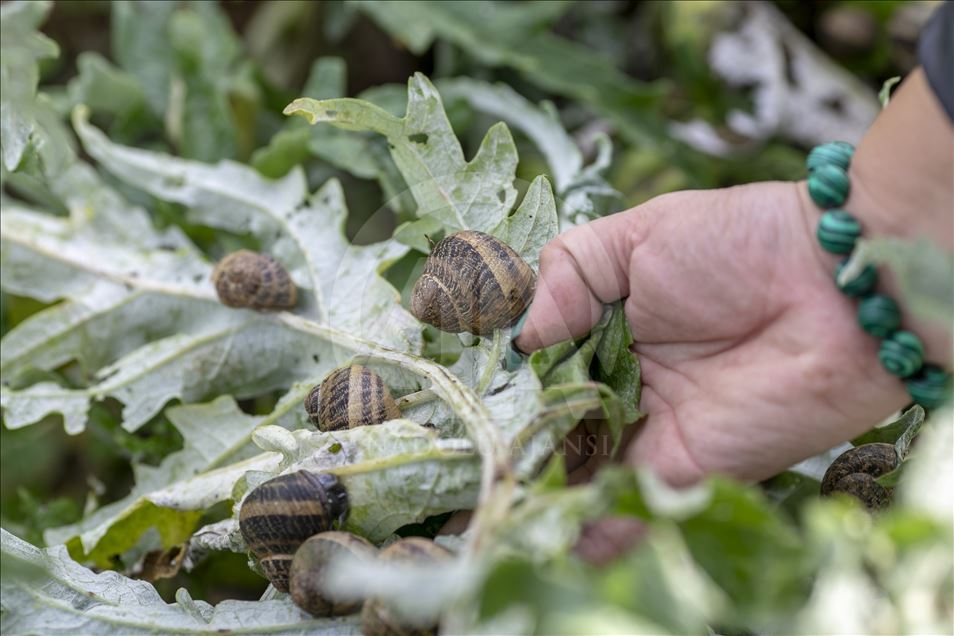Elevage d'escargots en Tunisie … Argent, santé et beauté