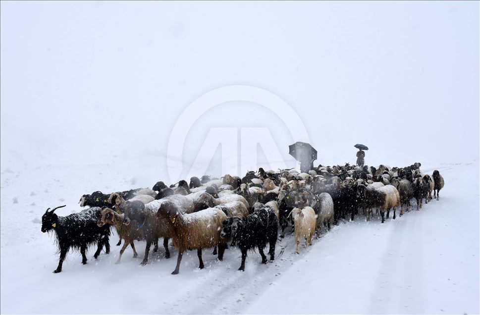 Li Mûşê heywandaran di berf û bagerê da zehmetî kişandin