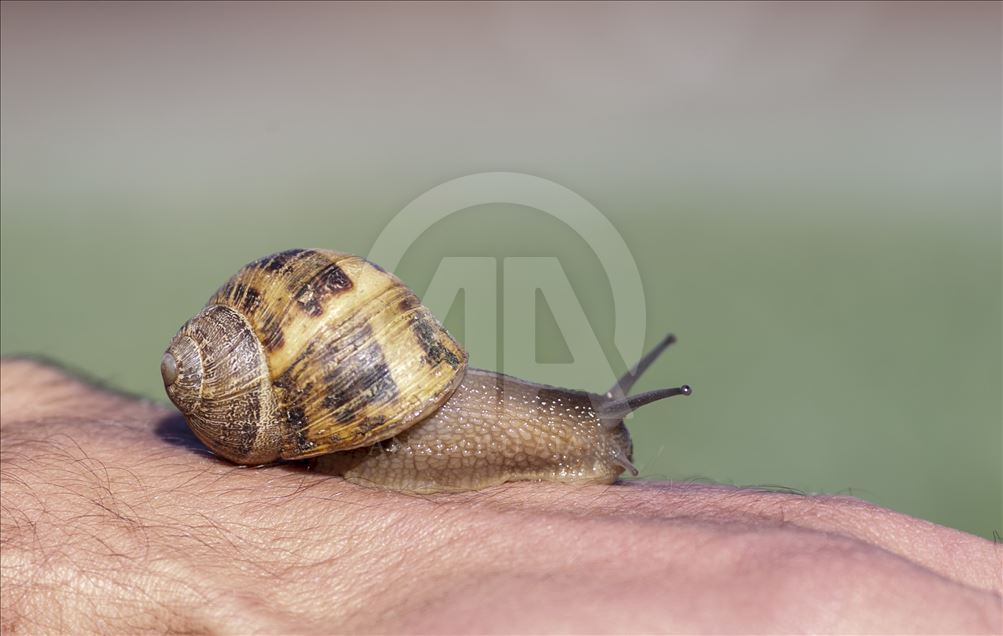 Elevage d'escargots en Tunisie … Argent, santé et beauté