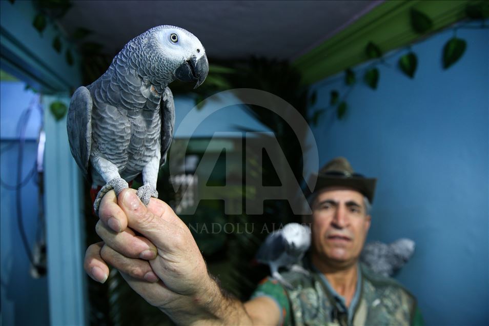 Иорданец в Стамбуле учит попугаев говорить 
