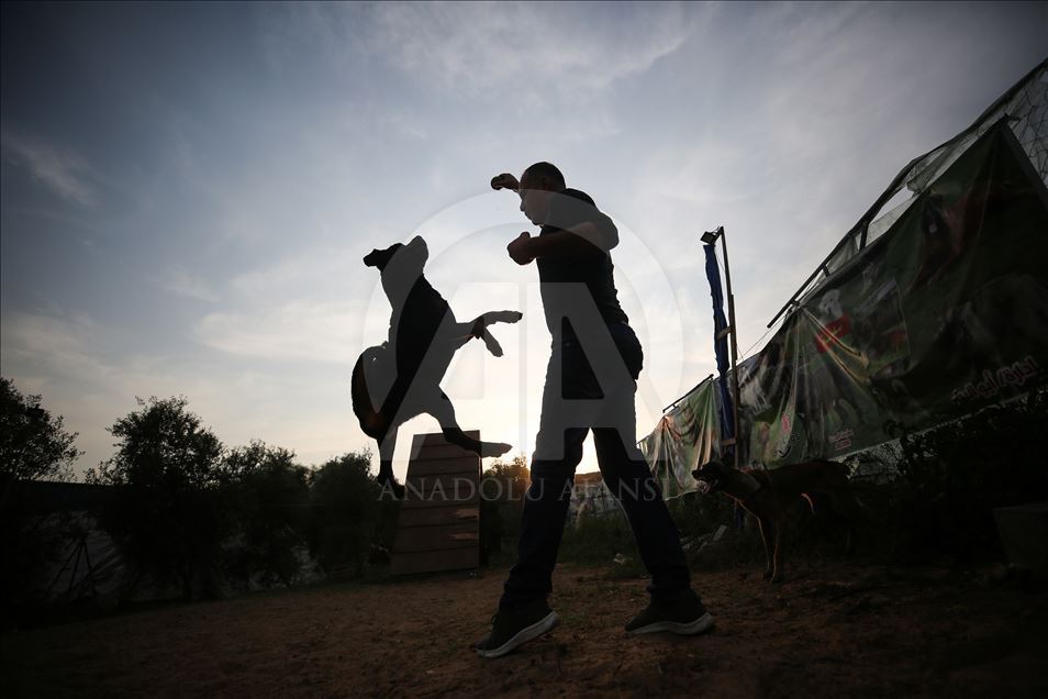 رغم الحصار.. فلسطيني يفتتح أول مدرسة لتدريب الكلاب بغزة 
