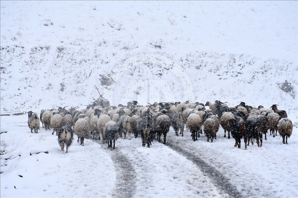 Li Mûşê heywandaran di berf û bagerê da zehmetî kişandin