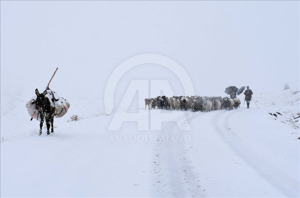 Li Mûşê heywandaran di berf û bagerê da zehmetî kişandin