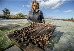 Elevage d'escargots en Tunisie … Argent, santé et beauté
