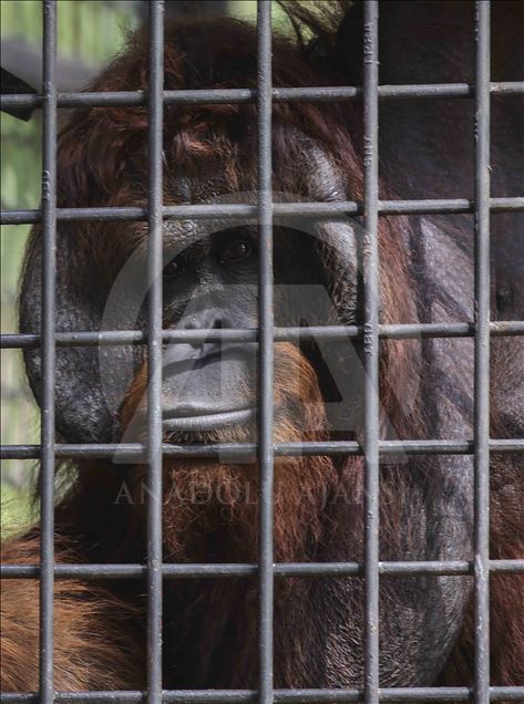 Pusat Suaka Orang Utan (PSO) di Kalimantan Timur