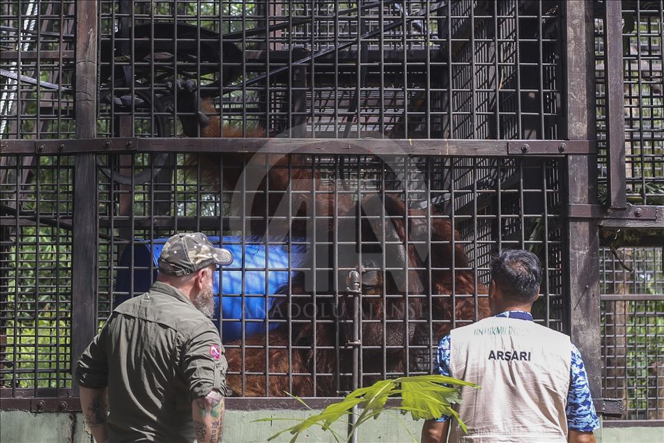 Pusat Suaka Orang Utan (PSO) di Kalimantan Timur