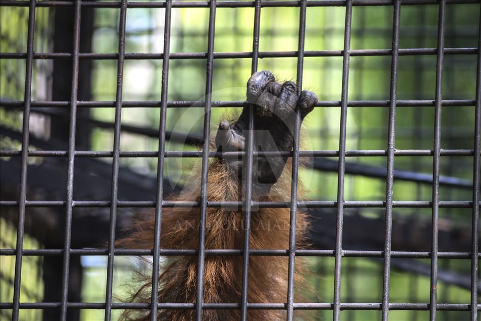 Pusat Suaka Orang Utan (PSO) di Kalimantan Timur