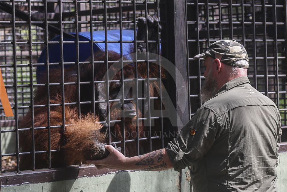Pusat Suaka Orang Utan (PSO) di Kalimantan Timur
