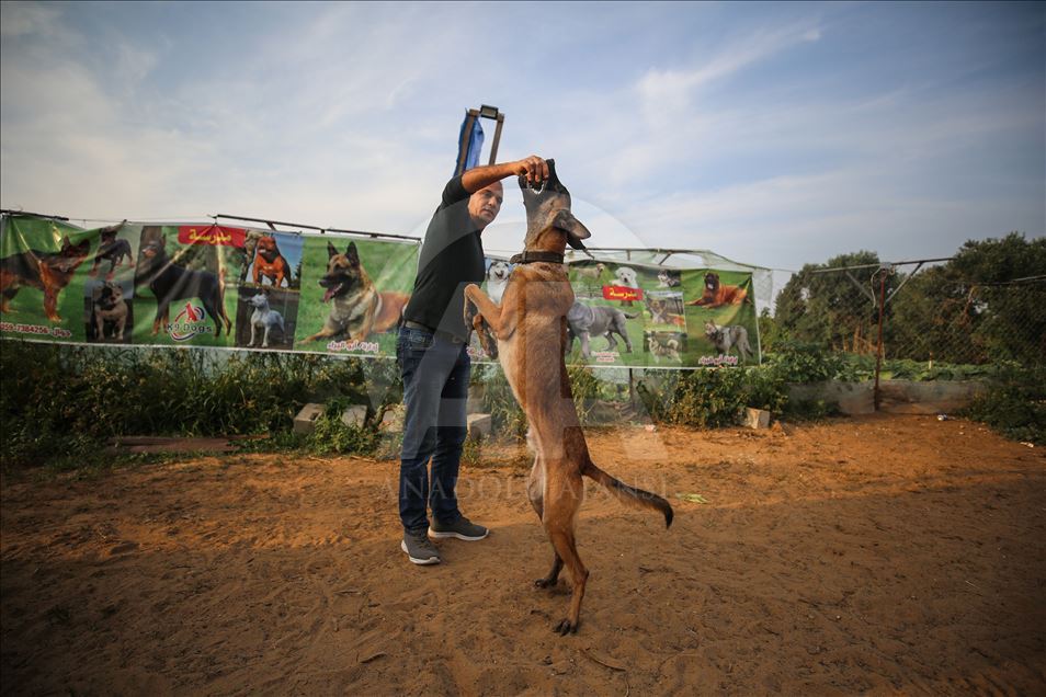 Gazze'de ablukaya rağmen hayalindeki köpek eğitim okulunu açtı
