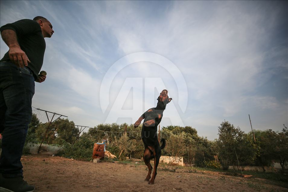 Gazze'de ablukaya rağmen hayalindeki köpek eğitim okulunu açtı
