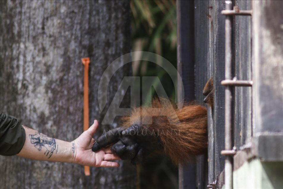 Pusat Suaka Orang Utan (PSO) di Kalimantan Timur