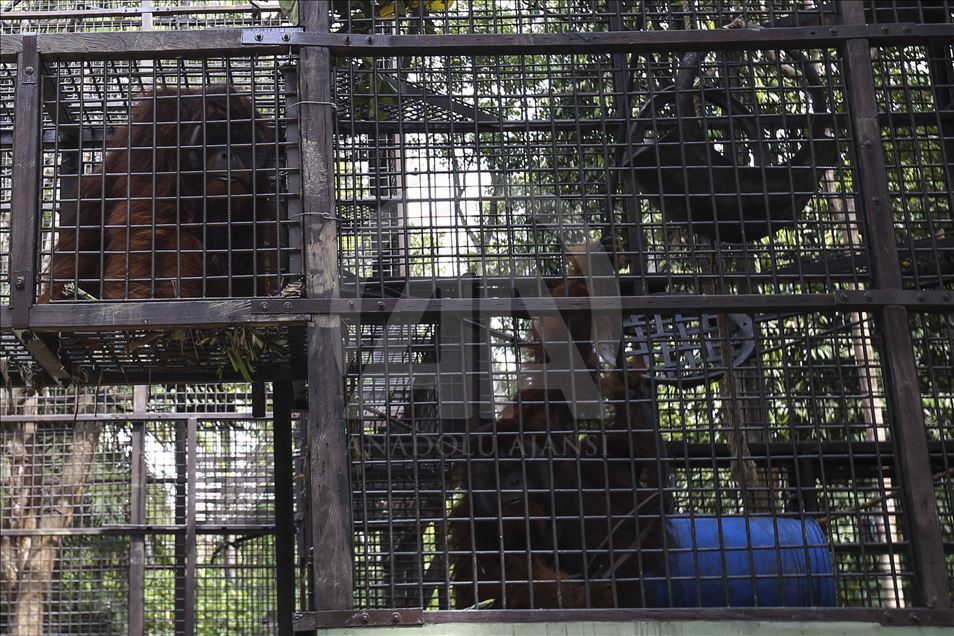 Pusat Suaka Orang Utan (PSO) di Kalimantan Timur