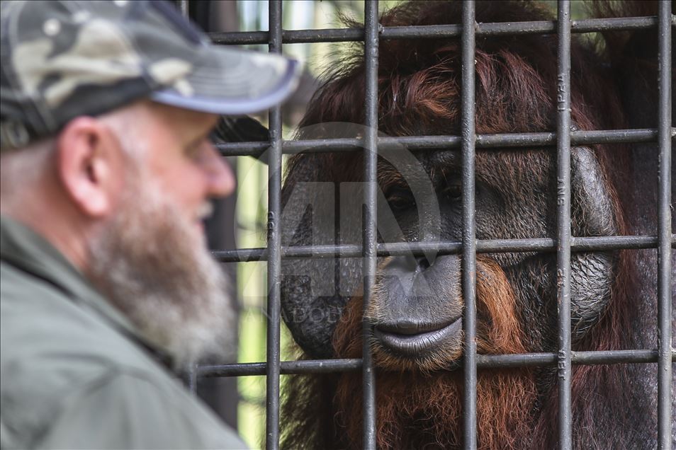 Pusat Suaka Orang Utan (PSO) di Kalimantan Timur