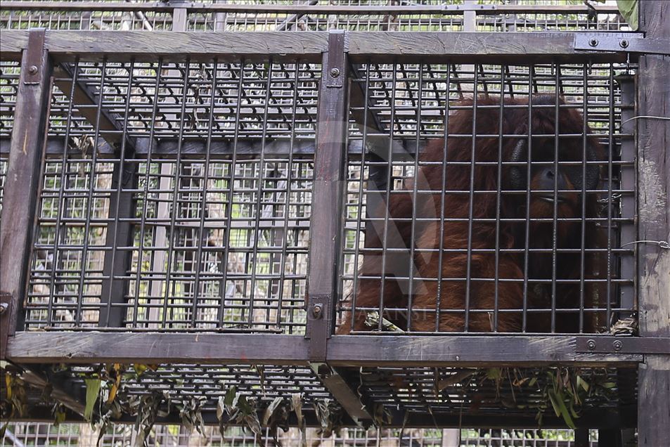 Pusat Suaka Orang Utan (PSO) di Kalimantan Timur
