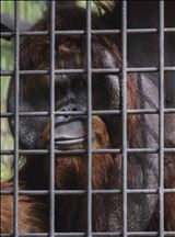 Pusat Suaka Orangutan Asari di Kalimantan Timur