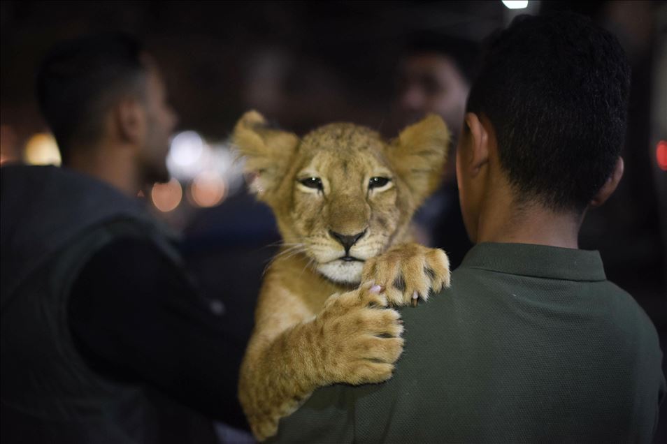 Gazzeli gençler yavru aslanlarla sokakları geziyor