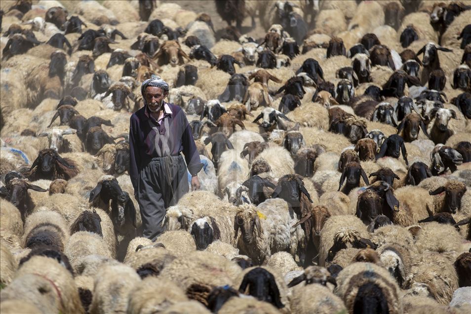 Anadolu Agency's Best Pictures of 2019 