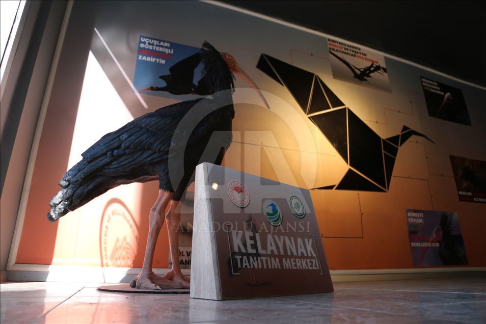 Koruma altındaki kelaynaklara 25 yavru katıldı