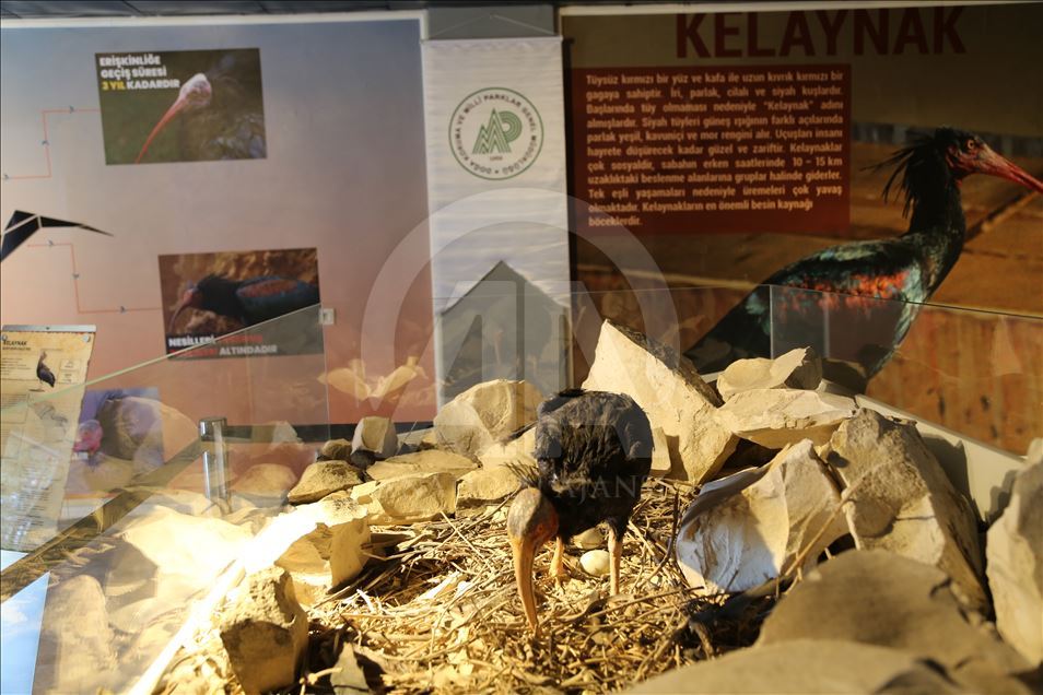 Koruma altındaki kelaynaklara 25 yavru katıldı