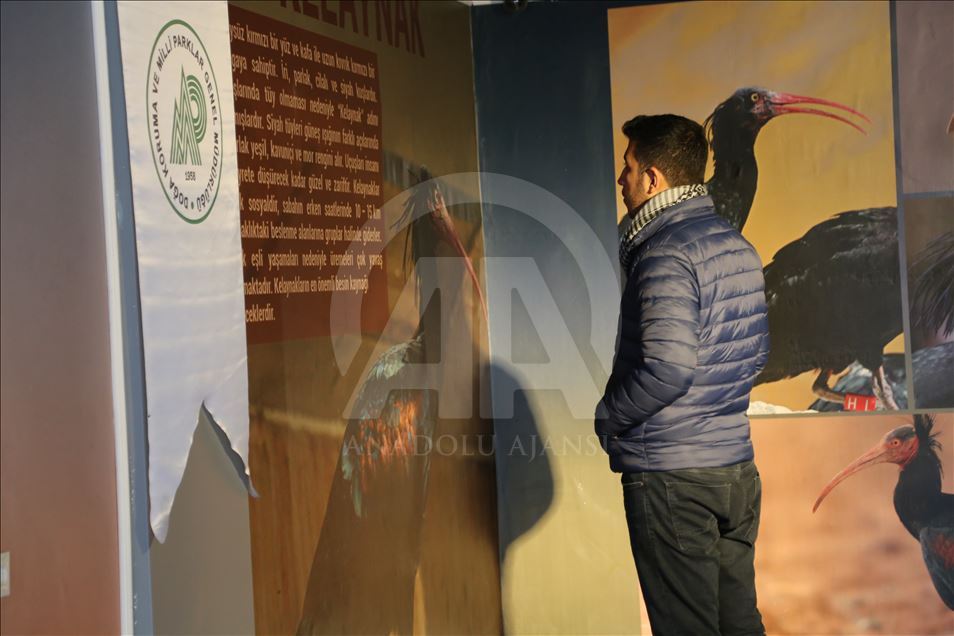 Koruma altındaki kelaynaklara 25 yavru katıldı