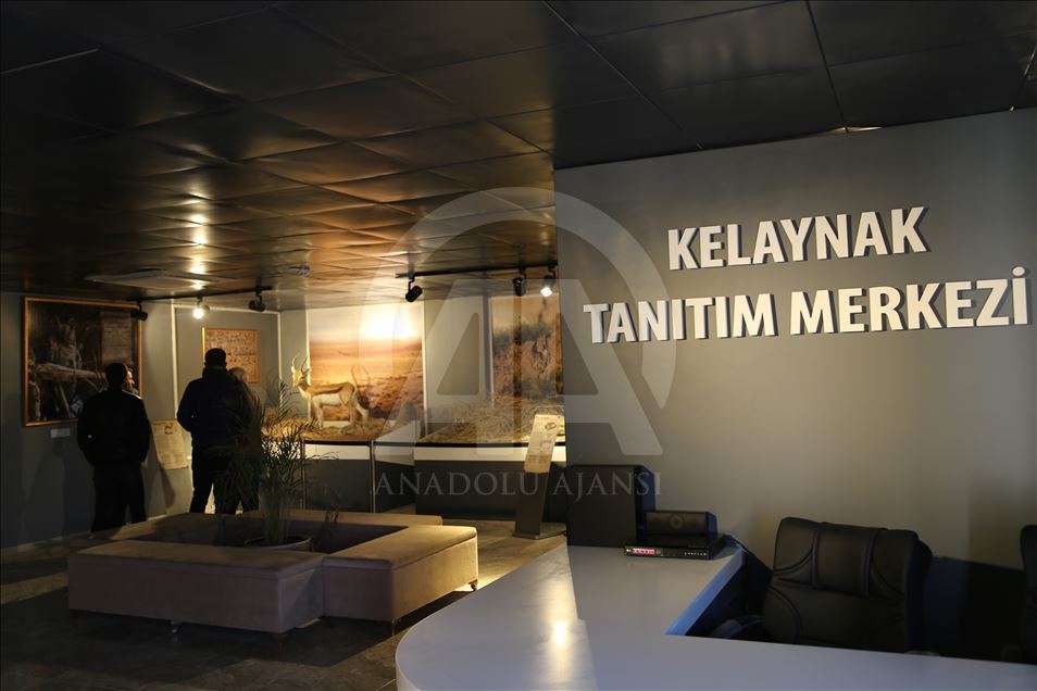 Koruma altındaki kelaynaklara 25 yavru katıldı