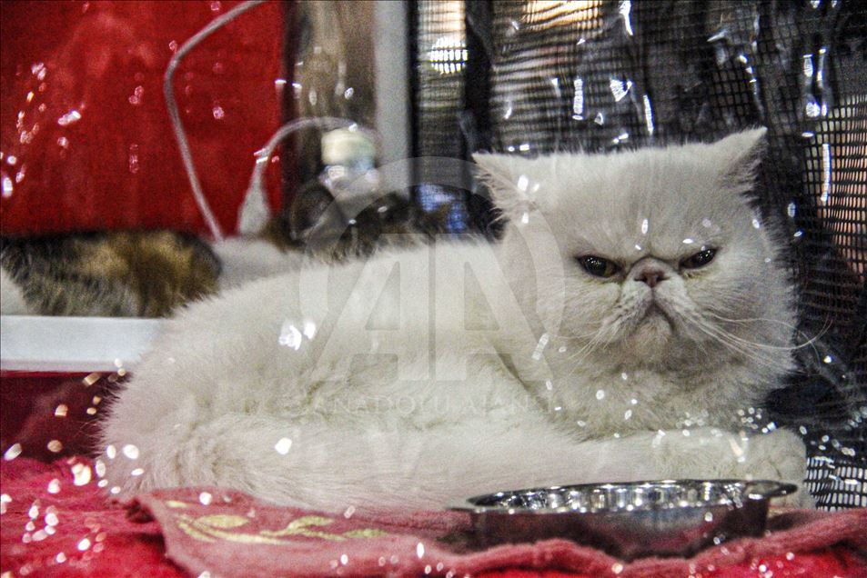 В Москве проходит выставка Winter Cat Show