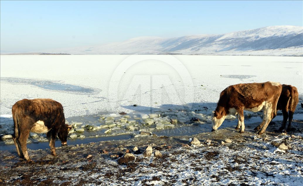 Ardahan'da Aktaş Gölü'nün yüzeyi buz tuttu