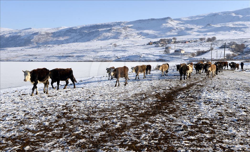 Ardahan'da Aktaş Gölü'nün yüzeyi buz tuttu