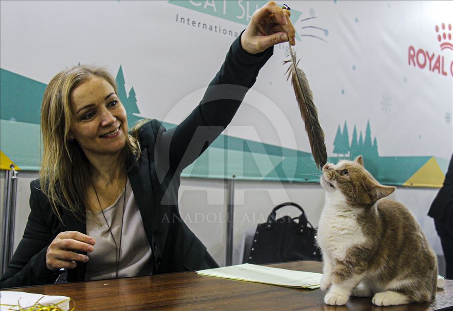 В Москве проходит выставка Winter Cat Show