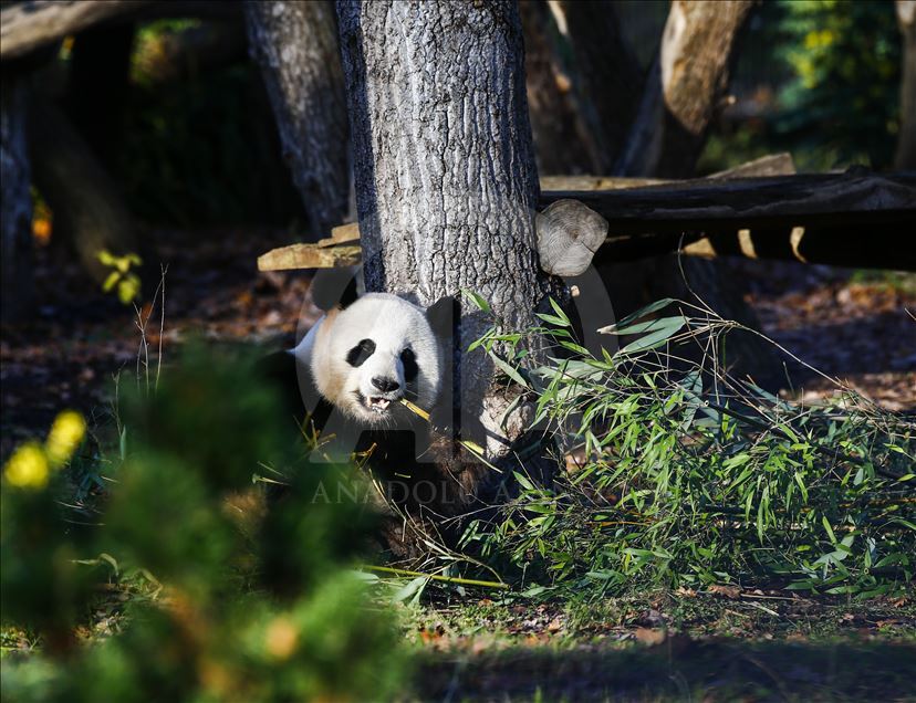 Twin panda cubs named "Meng Yuan" and "Meng Xiang" in Berlin