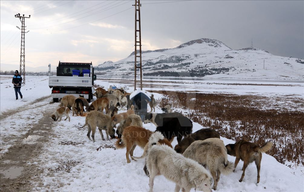 Leftovers delivered to street animals in Turkey's Van
