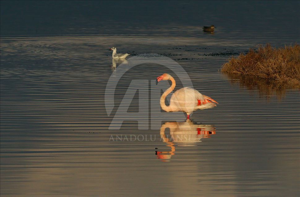 Фламинго зимой - завораживающее зрелище на западе Турции 