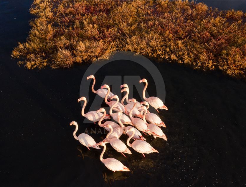 Фламинго зимой - завораживающее зрелище на западе Турции 
