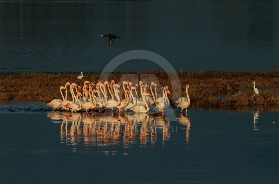 İzmir'de flamingolar