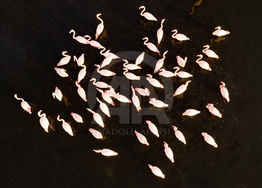 Flamingos in Turkey's Izmir  