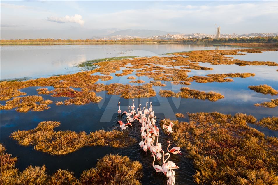 Flamingos in Turkey's Izmir  