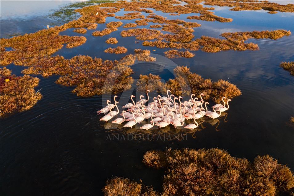 Фламинго зимой - завораживающее зрелище на западе Турции 
