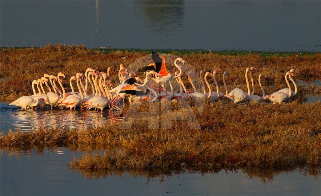 İzmir'de flamingolar