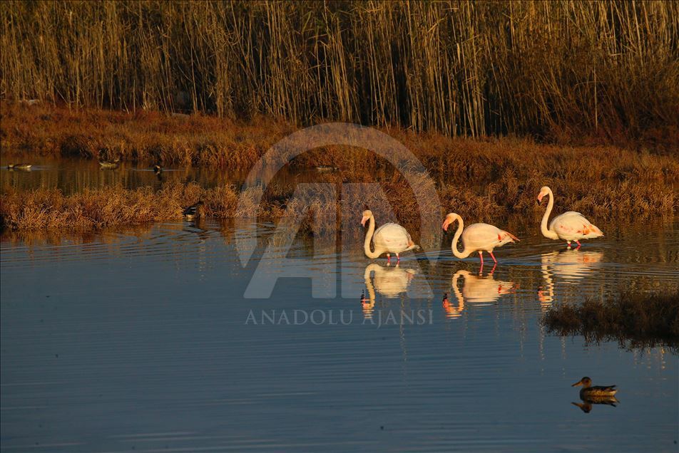 Фламинго зимой - завораживающее зрелище на западе Турции 