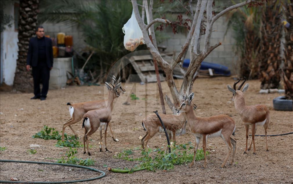 Gazzeli hayvansever güzel gözleri ile bilinen ceylanlara "gözü gibi" bakıyor

