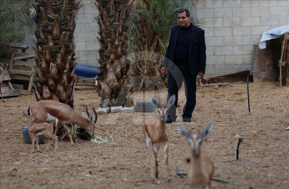 Gazzeli hayvansever güzel gözleri ile bilinen ceylanlara "gözü gibi" bakıyor
