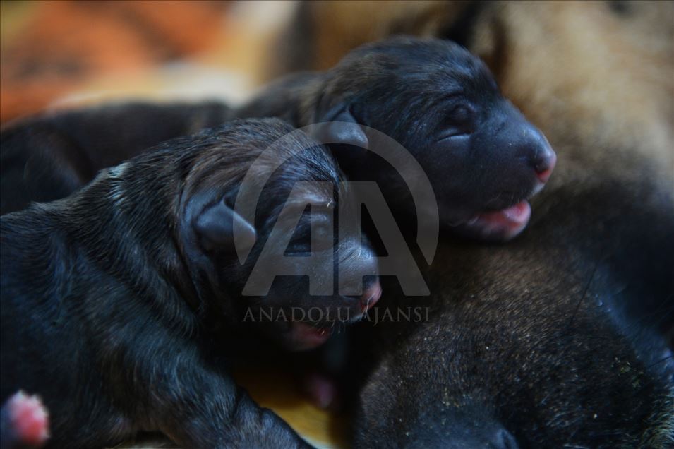 Mersin'de bir köpek sezaryenle 16 yavru doğurdu