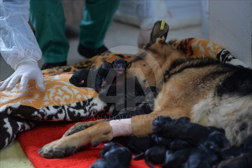 Mersin'de bir köpek sezaryenle 16 yavru doğurdu