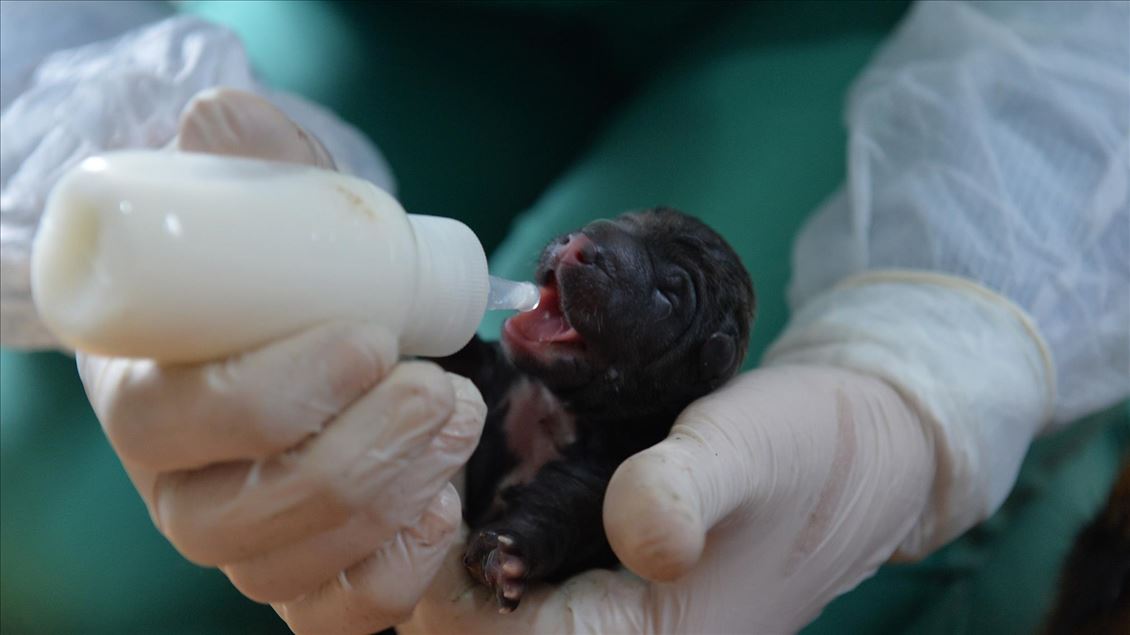 Mersin'de bir köpek sezaryenle 16 yavru doğurdu