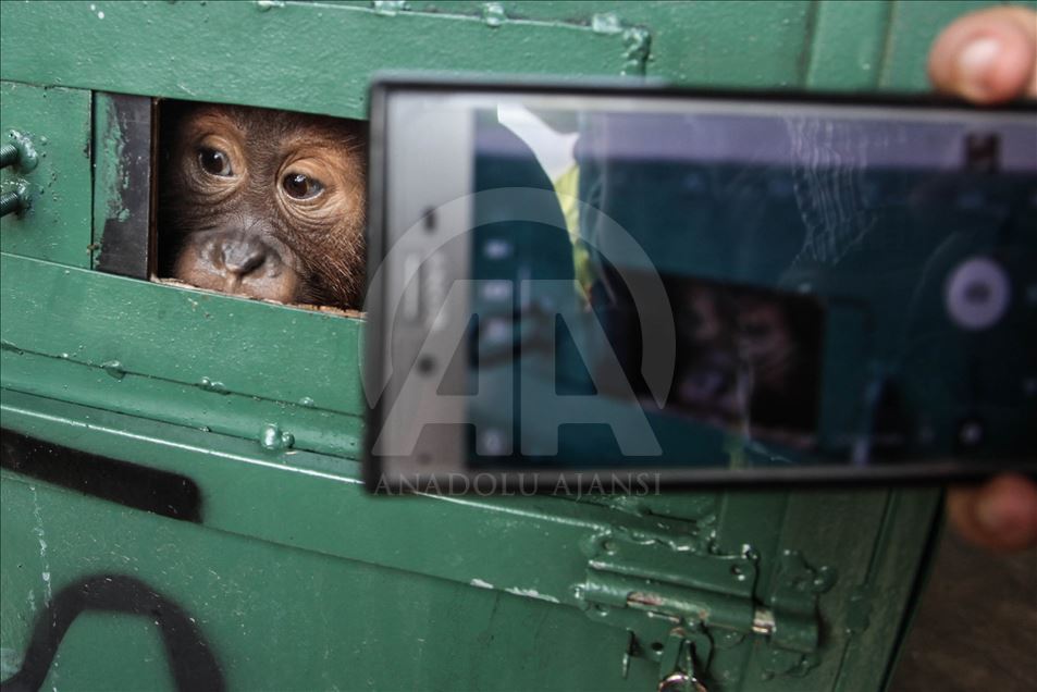 Petugas keamanan gagalkan penyelundupan Orangutan