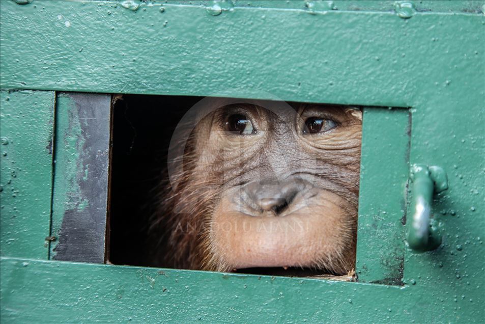 Petugas keamanan gagalkan penyelundupan Orangutan
