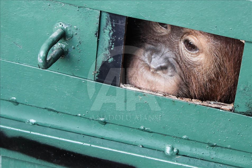 Petugas keamanan gagalkan penyelundupan Orangutan