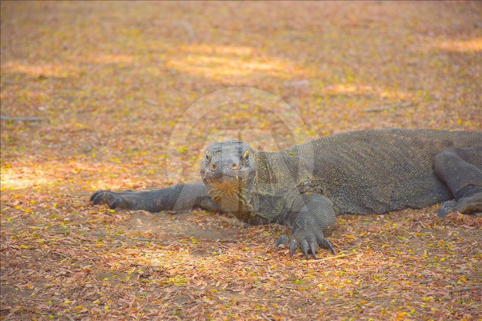 Pemandangan Taman Nasional Komodo, NTT