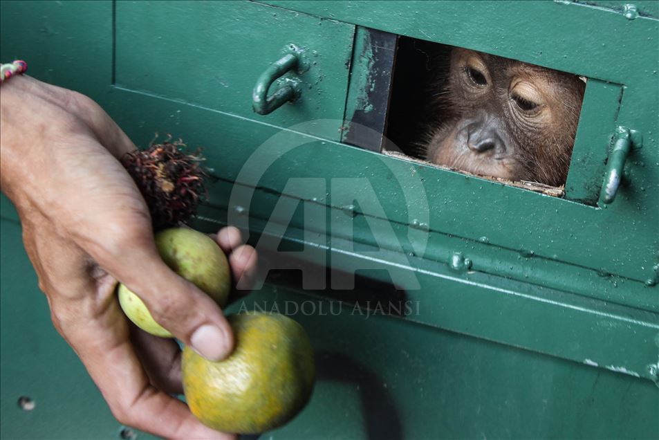 Petugas keamanan gagalkan penyelundupan Orangutan